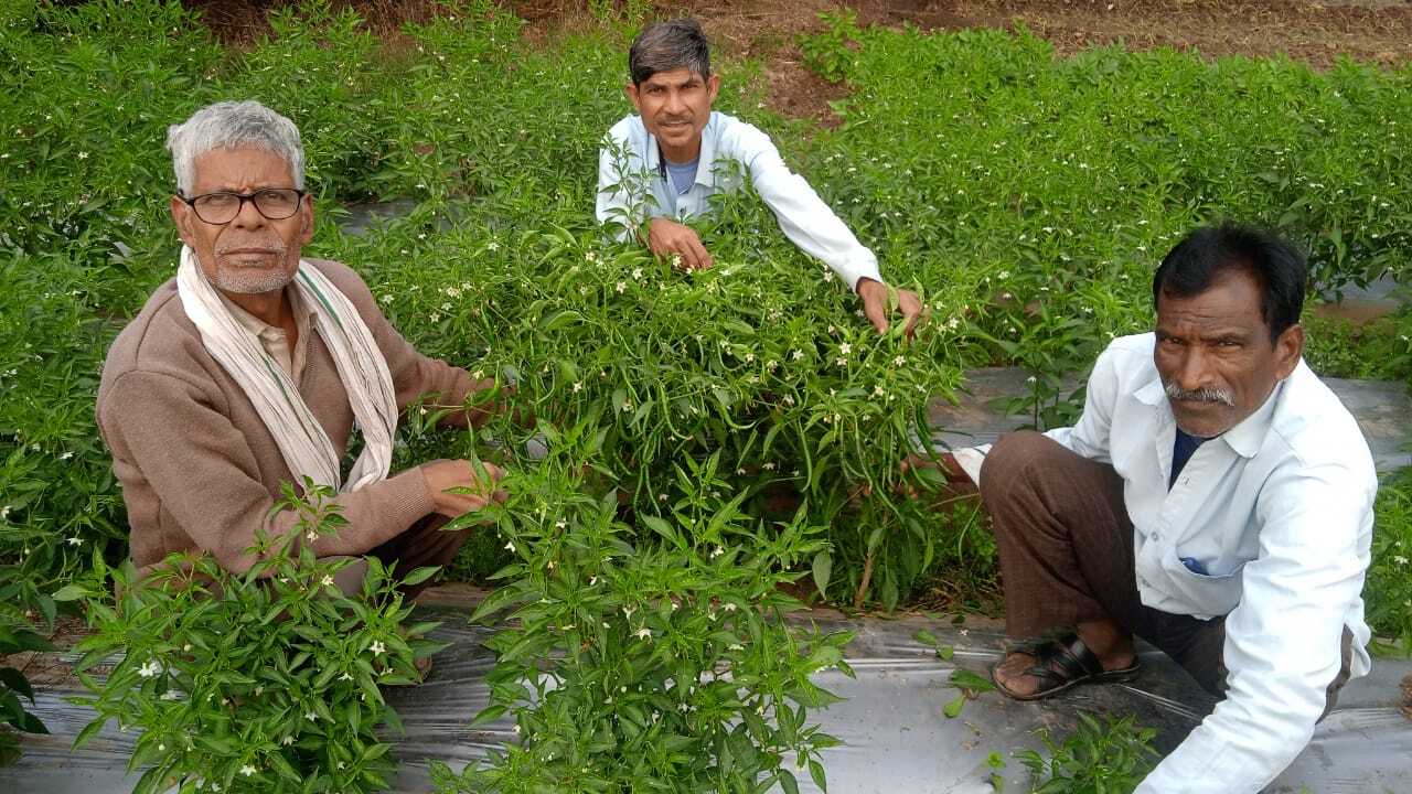 RUDRAKSH SEEDS